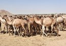 Santé animale : Le ministère de l’Élevage poursuit la campagne de vaccination contre les maladies telluriques