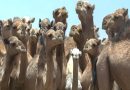 Santé Animale : Lancement de la campagne de vaccination contre les maladies telluriques au profit des camélidés