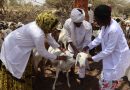 Santé animale : Les agents vétérinaires poursuivent la vaccination du bétail sur le terrain